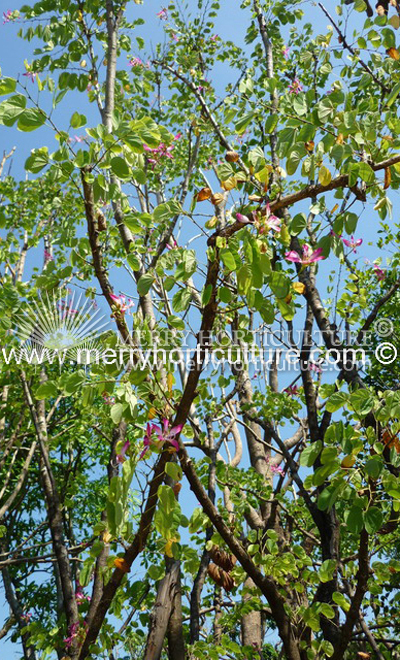 Bauhinia Blakeana 1